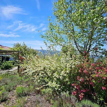 Coja Mountain Perch Villa Vinho (Coimbra)