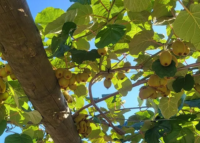 Coja Mountain Perch * Vinho (Coimbra)